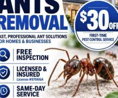 Ants Inspection NJ | ALCO Animal & Pest Control