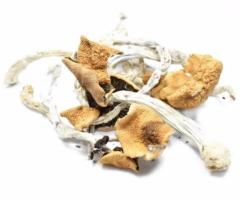 B Plus Magic Mushrooms