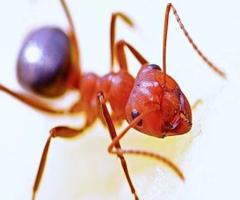 Ants Control in NJ | ALCO Animal & Pest Control
