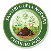 Savitri Gupta Nursery